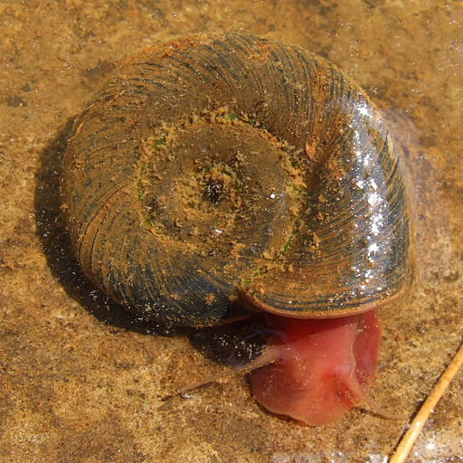 Posthornschnecke1