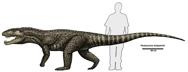 P. kirkpatricki compared to a human