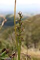 Prasophyllum colensoi New Zealand