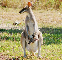 Nőstény szép wallaby kicsinyével az erszényében