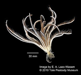 <i>Promachocrinus</i> Genus of crinoids