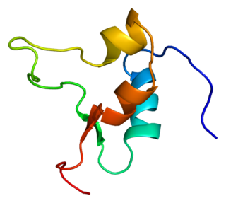 Insulin-like growth factor 2 A major fetal growth factor in contrast to Insulin-like growth factor 1, which is a major growth factor in adults."[5]