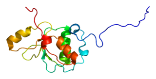 TOPBP1