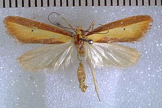 <i>Proteodes clarkei</i> Species of moth endemic to New Zealand