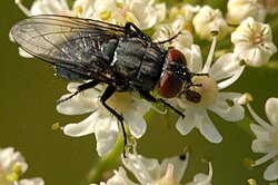 Protocalliphora.azurea2.-.lindsey.jpg