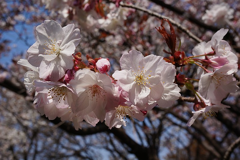 File:Prunus 'Taoyame' タオヤメ 2.jpg