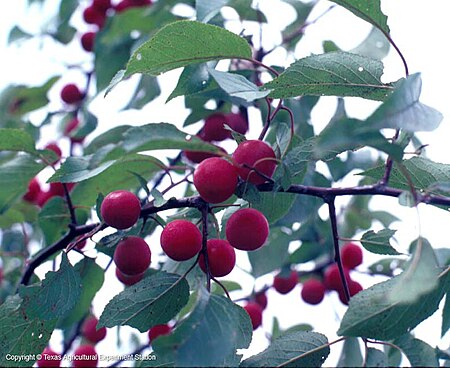 Prunus_rivularis