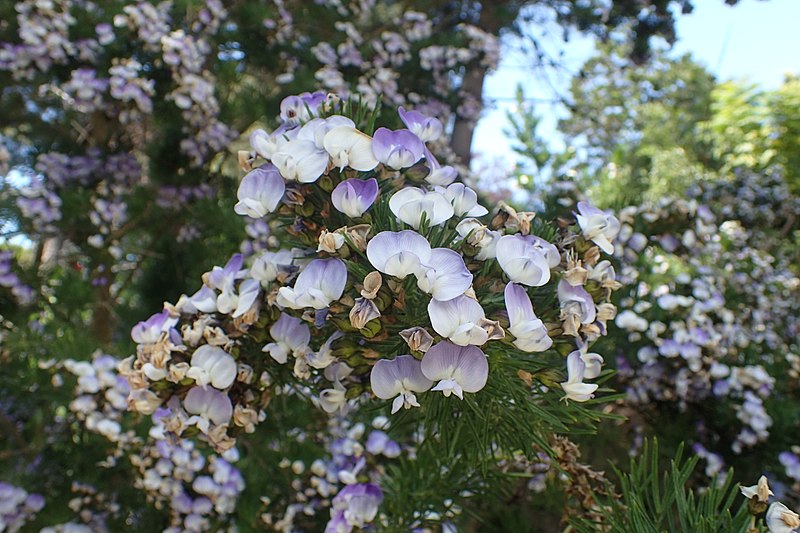 File:Psoralea pinnata kz03.jpg