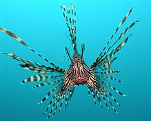 Pterois volitans Manado.JPG