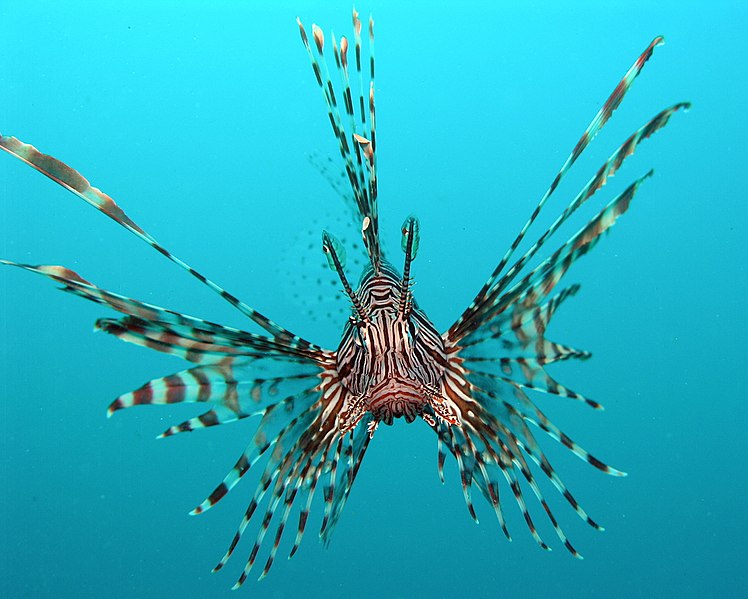 File:Pterois volitans Manado.JPG