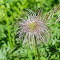 * Nomination Pulsatilla alpina at col de Tavaneuse in Saint-Jean-d'Aulps, Haute-Savoie, France. --Tournasol7 06:39, 15 May 2021 (UTC) * Promotion  Support Good quality. --Nefronus 09:35, 15 May 2021 (UTC)