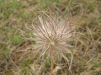 Seedhead of subsp. hungarica Pulsatilla pratensis ssp hungarica.jpg