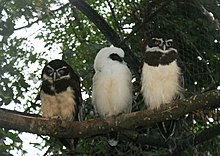 Male and female with their chick at the London Zoo. Pulsatrix perspicillata -London Zoo, England -parents and chick-8a.jpg