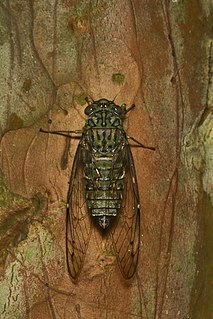 <i>Purana</i> (cicada) Genus of true bugs