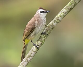 <span class="mw-page-title-main">Yellow-vented bulbul</span> Species of bird