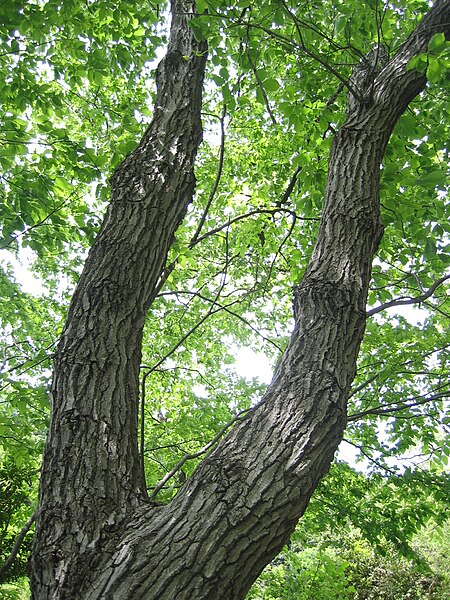 Tập_tin:Quercus_serrata_03.jpg