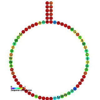 <span class="mw-page-title-main">Small nucleolar RNA Z17</span>