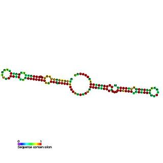 <span class="mw-page-title-main">Small nucleolar RNA MBI-28</span>