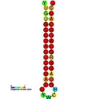 <span class="mw-page-title-main">Hepatitis C stem-loop IV</span>