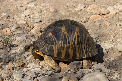 Radiated tortoiseAstrochelys radiataMadagascar