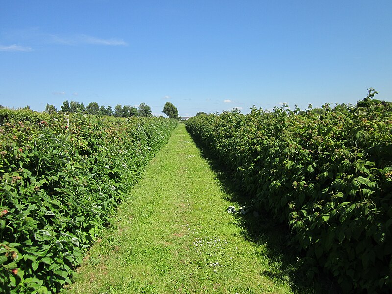 File:Raspberry Crop at Holt - geograph.org.uk - 4052075.jpg