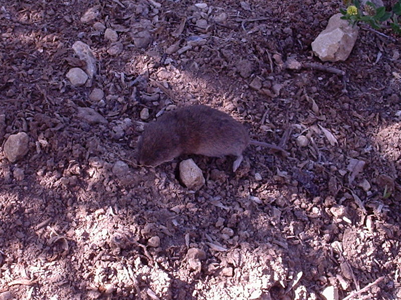 File:Ratondecampo2.jpg