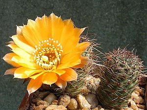 Rebutia einsteinii 1.jpg