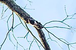 Thumbnail for File:Red-headed woodpecker (24619238539).jpg