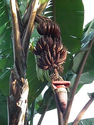 <span class="mw-page-title-main">Red banana</span> Variety of banana