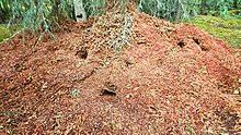 Large midden constructed by American red squirrels, Kenai National Wildlife Refuge, Alaska Red squirrel midden.jpg