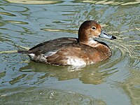 Duck, Ring-necked ♀ Aythya collaris