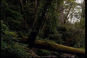 Redwood National Park REDW9377.jpg