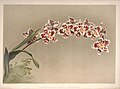 Oncidium alexandrae (as syn. Odontoglossum crispum) plate 5 in: Frederick Sander: Reichenbachia I second series (1892)