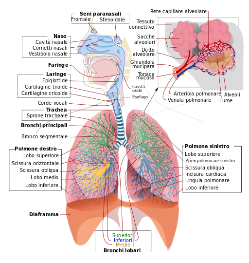 Apparato Respiratorio