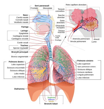 File:Respiratory system complete it.svg