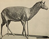 Restorative model of the Miocene deer relative Aletomeryx The American journal of science (1880) (17965682808).jpg