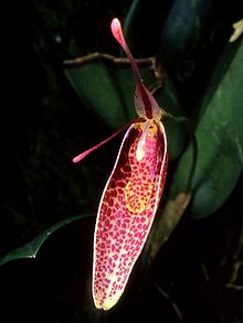 Restrepia roseola Orchi 01.jpg