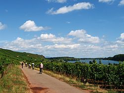 Rhein Radweg Zwischen Nierstein und Nackenheim 08 2008.jpg