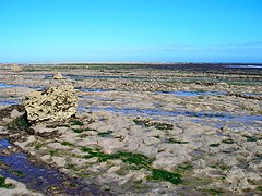 Rocks and Rock Pools - geograph.org.uk - 906044.jpg