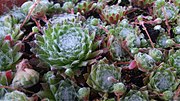 Miniatura per Sempervivum arachnoideum