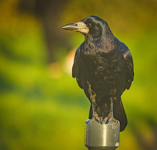 File:Rook (52467417609).jpg