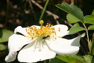 <i>Rosa arvensis</i> Species of flowering plant