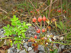 Rosa luciae 2. 
 JPG