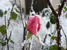 Hoar frost on Rosa sp. Rose - frost.jpg