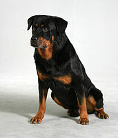 Rottweiler Size And Weight Chart