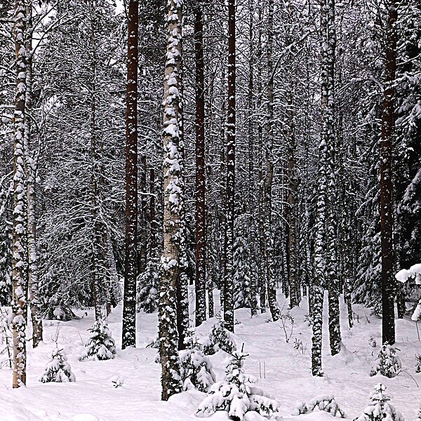 File:Rovaniemi, Lapland, Finland.jpg