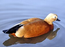 Kırmızı shelduck arp.jpg