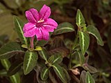 Monkey Plant (Ruellia makoyana) blooming in Phipps Conservatory, Pittsburgh