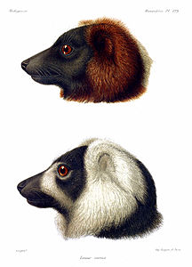 Lemur Ruffed AGrandidier 0831.jpg