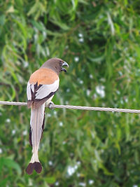 Rufous treepie Rufous Treepie Budalur.JPG